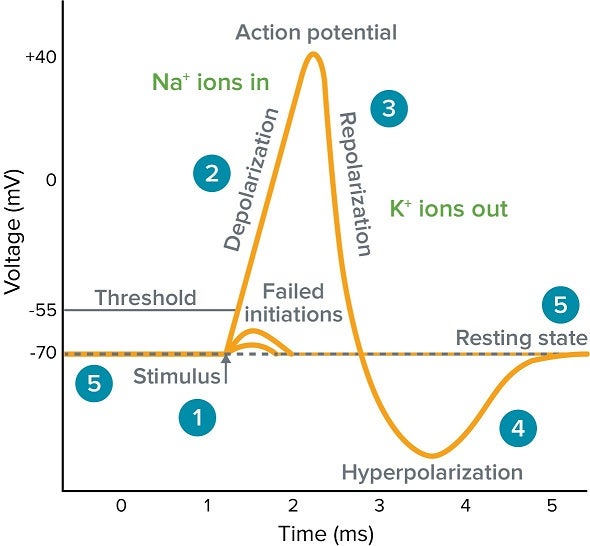 <p>What is the Process?</p><p>1) Stimulation occurs</p><p>2) Depolarization (Destress) (Na+ ions in —- you become salty, salt comes in)</p><p>3) Repolarization (Recharge) (K+ ions out), action potential fires</p><p>4) Hyperpolarization</p><p>5) Resting state (Refractory period)</p>