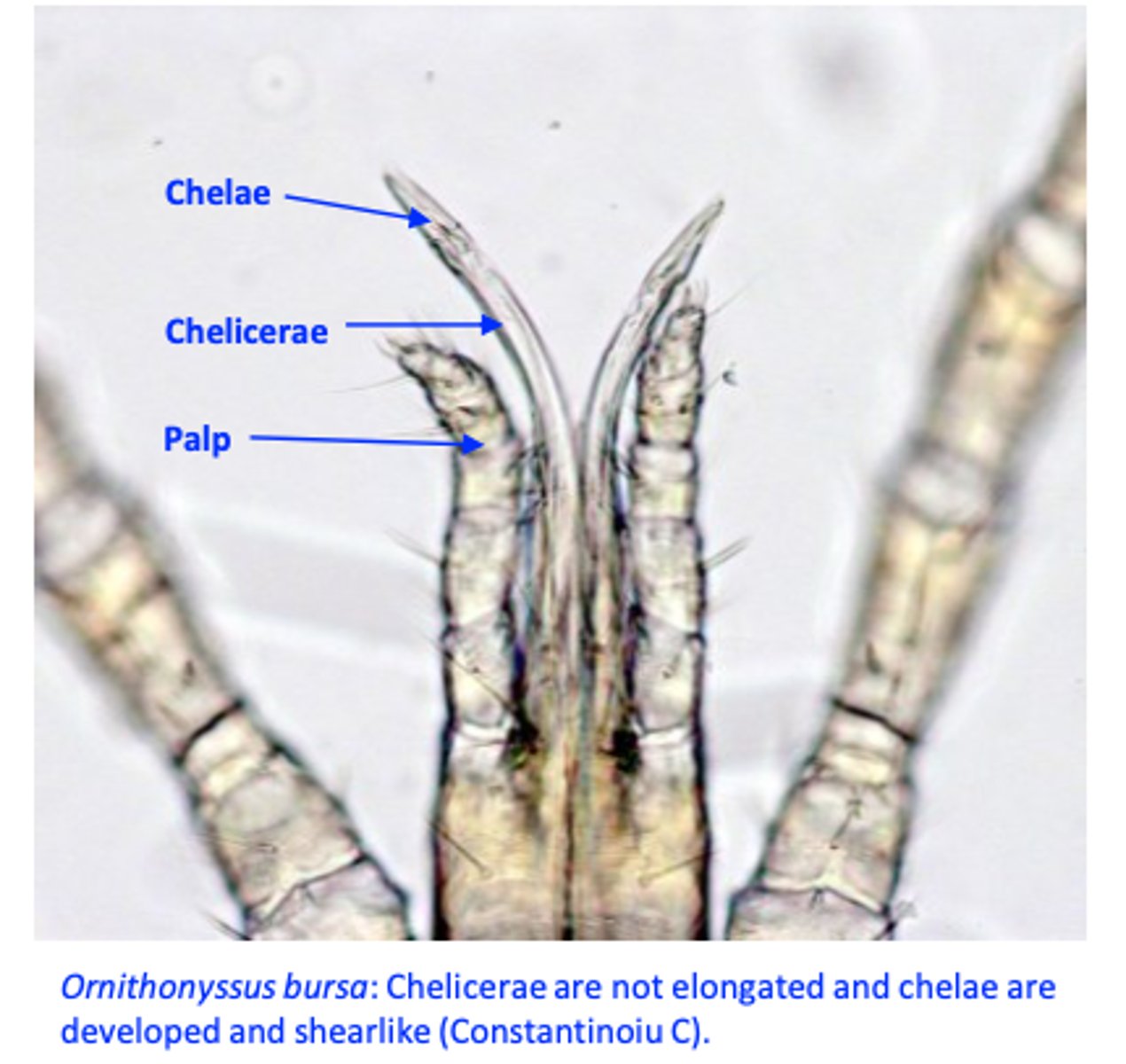 <p>• Eggs may be laid on the host or in the litter/nests;</p><p>• The mites are on the host for short time to feed;</p>