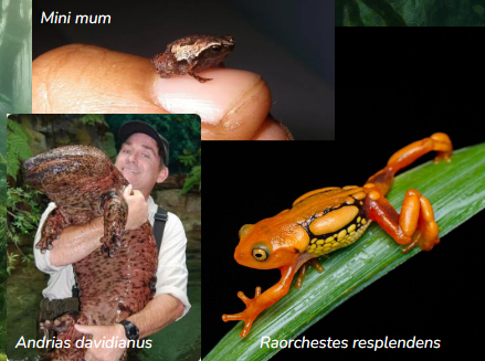 <p>Amphibians are very diverse</p><ul><li><p>Sizes</p></li><li><p>Calls</p></li><li><p>Colors</p></li><li><p>Behaviours such as gliding</p></li></ul><p></p>