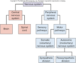 <p>Somatic (voluntary) nervous system and Autonomic (involuntary) nervous system.</p>