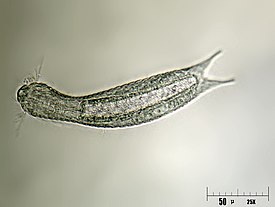 <ul><li><p>Name means “stomach hair”, these are all <strong>cilia on the ventral surface, with tufts on the head.</strong></p></li><li><p>Found in marine and freshwater environments</p></li><li><p>They have structures that look like <strong>“toes”</strong>, which has adhesive tubes within (duo glands)</p></li><li><p><strong>Bi layer cuticle (skin), that is not molted.</strong></p></li><li><p>Complete gut</p></li><li><p>Acoelomate (without cavity)</p></li><li><p>Hermaphrodites or participate in parthenogenesis and are direct developers</p></li></ul><p></p>