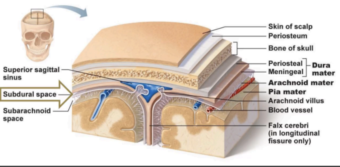 <p>SUBDURAL SPACE</p>