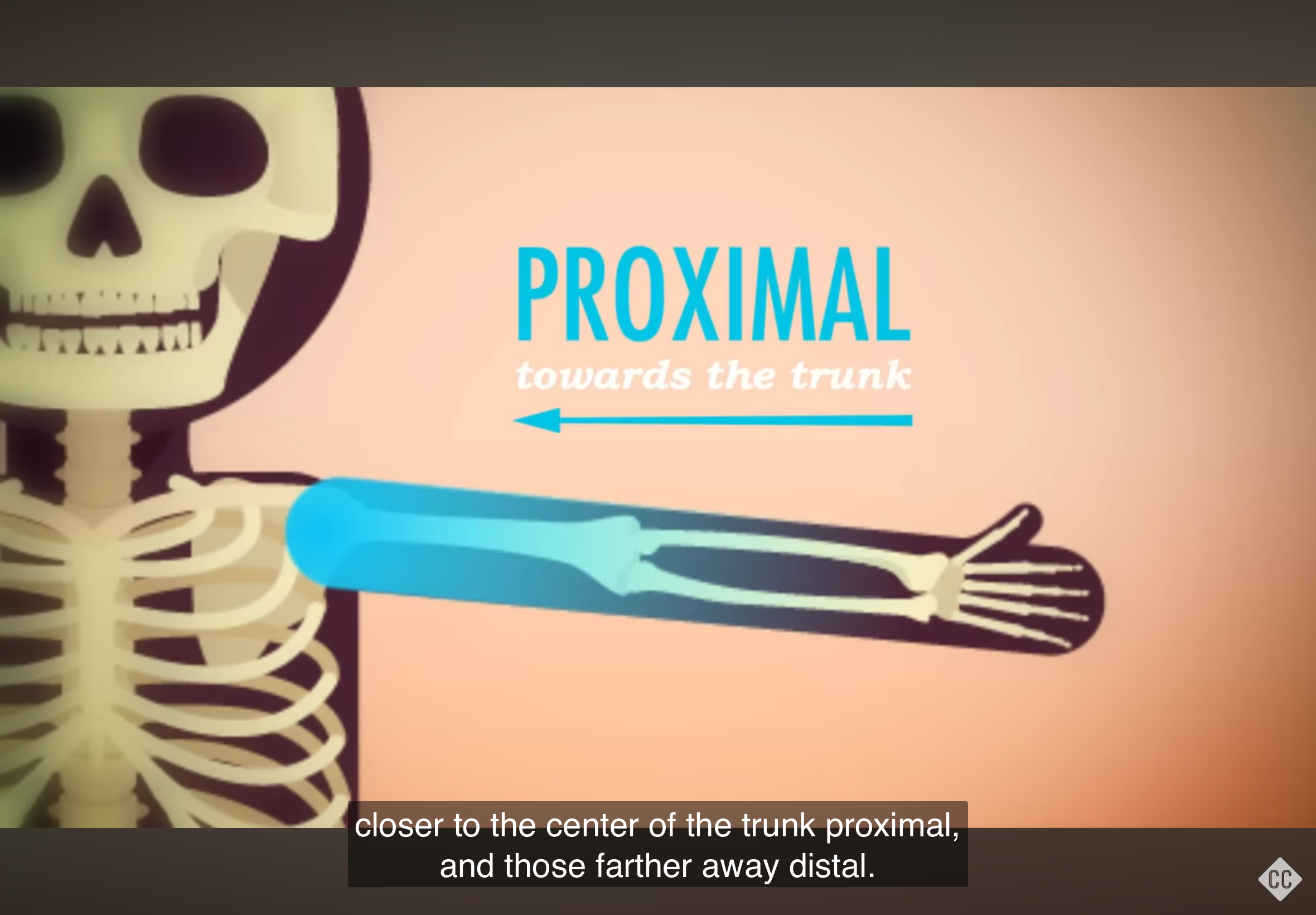 <p>Refers to a position closer to the trunk of the body.</p>