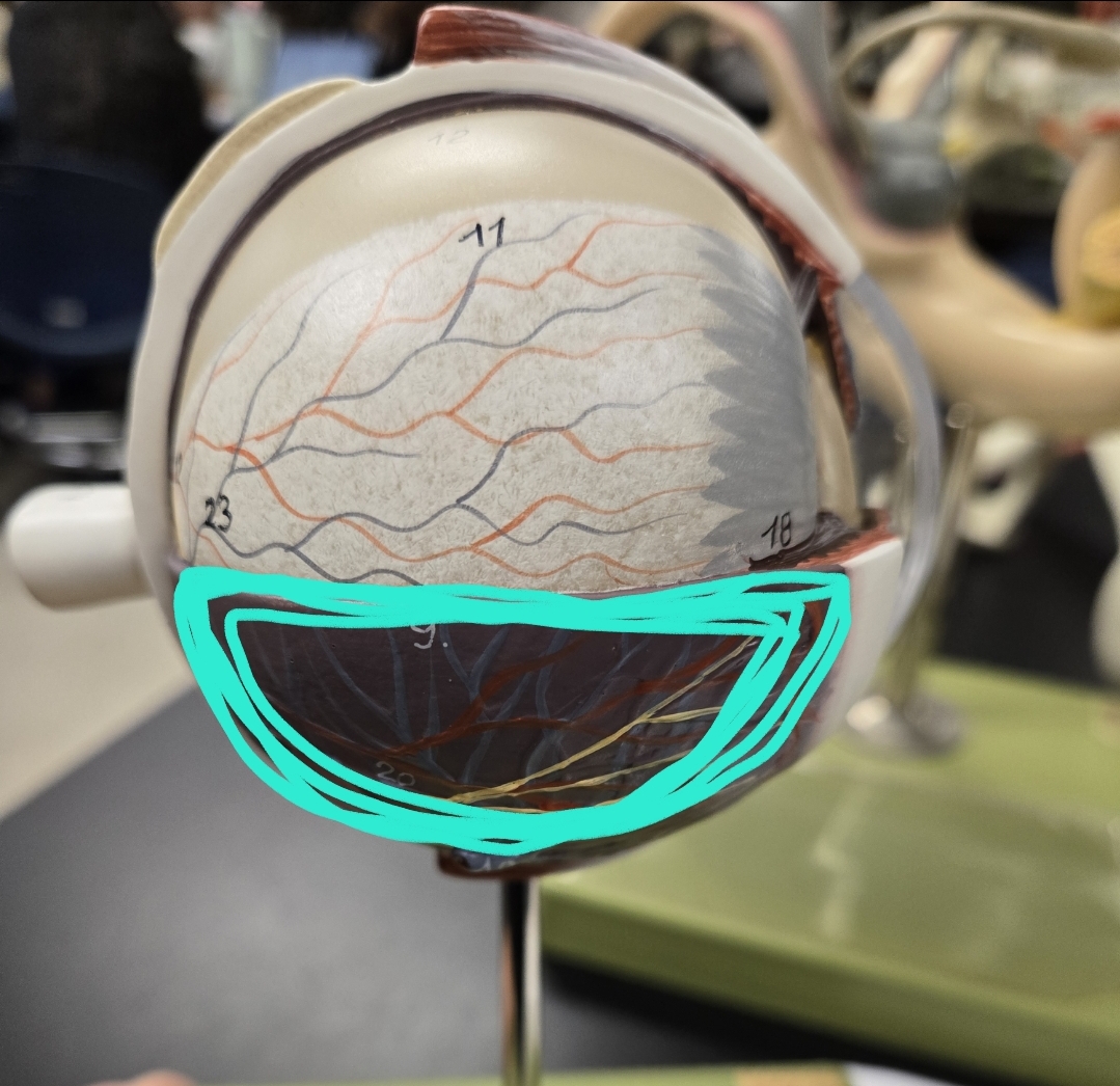 <p>Anatomy of the eye: Tunics</p>
