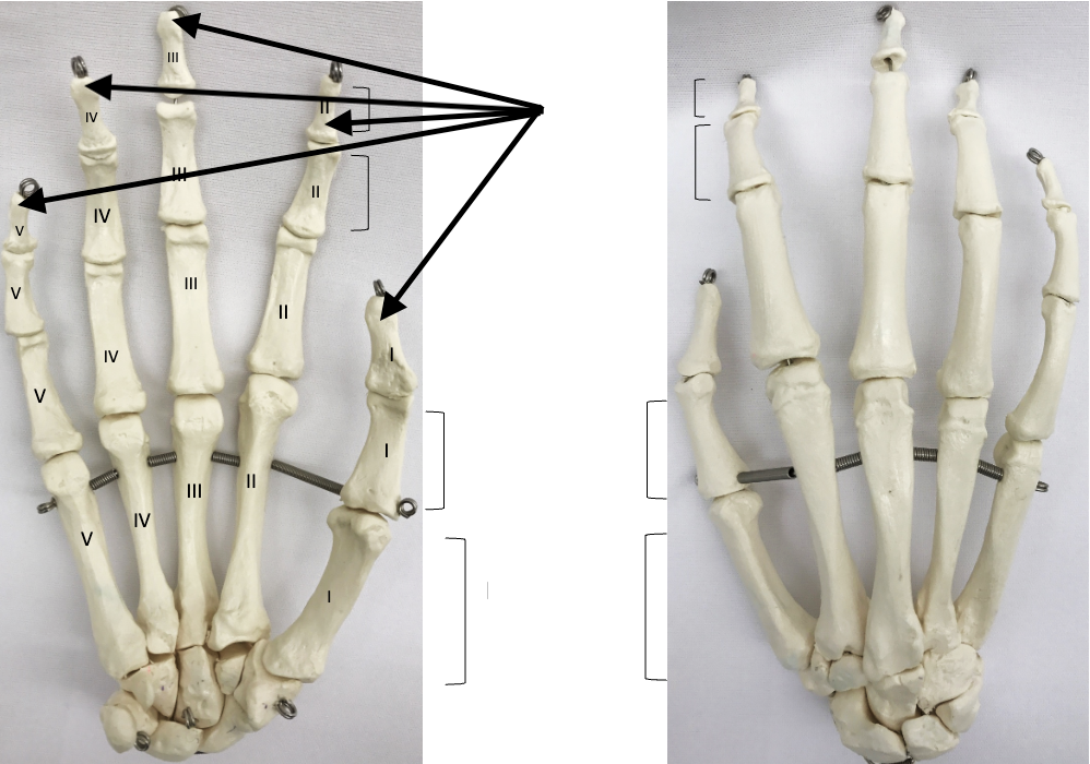 <p>What bones are these?</p>