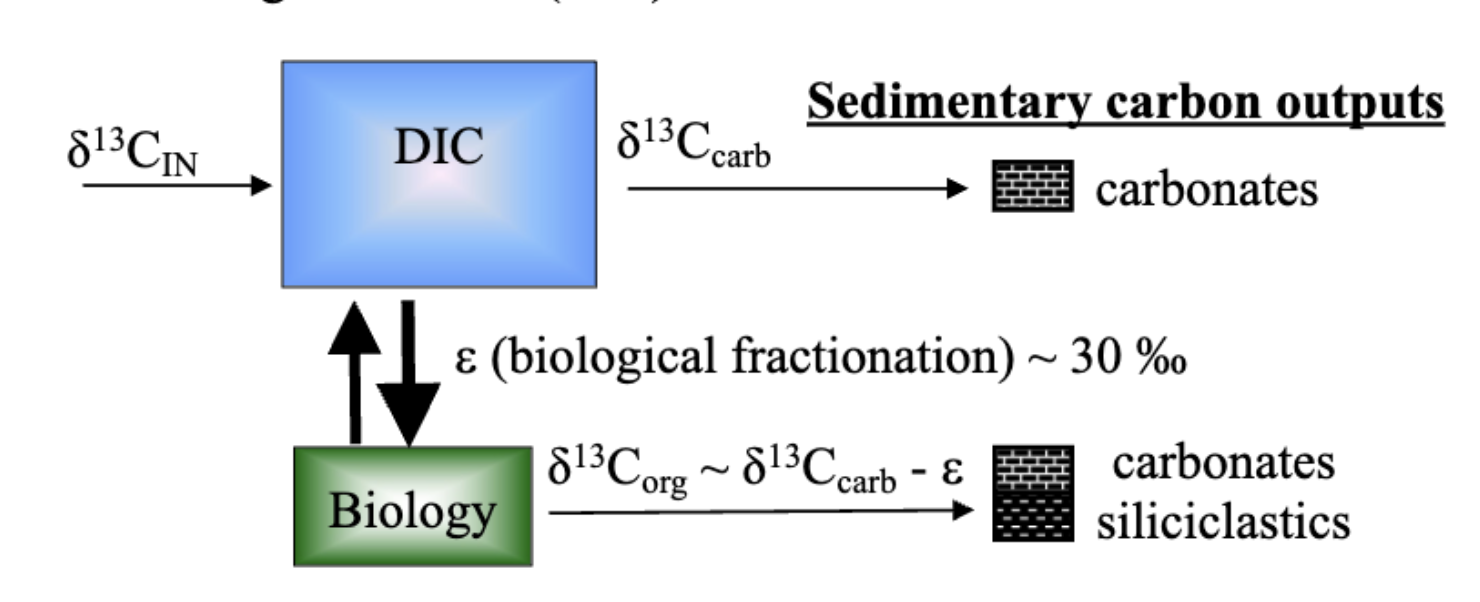 <ul><li><p><strong>Carbon enters the ocean</strong> mainly as CO₂ or bicarbonate.</p></li><li><p><strong>Biological processes</strong> (photosynthesis, respiration) and <strong>carbonate precipitation</strong> alter isotopic composition.</p></li><li><p>The <strong>isotopic composition of carbon leaving the ocean</strong> differs from what enters it, depending on how much goes into:</p><ul><li><p><strong>Carbonates (δ¹³C_carb)</strong> — heavier, more ¹³C.</p></li><li><p><strong>Organics (δ¹³C_org)</strong> — lighter, more ¹²C.</p></li></ul></li></ul><p></p>
