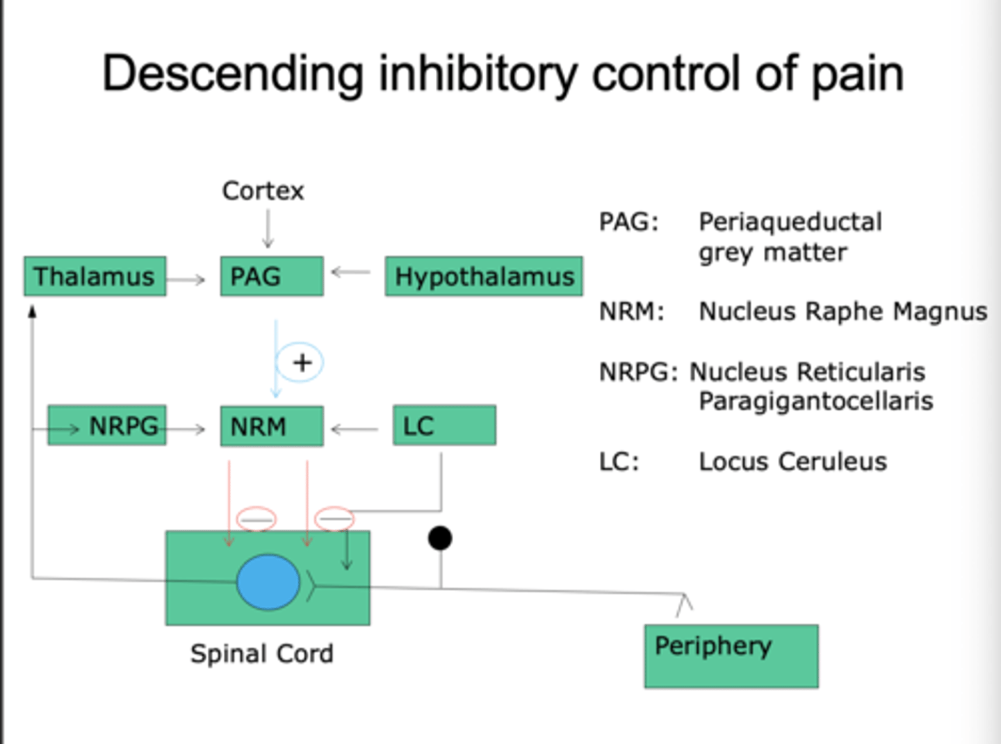 <p>This is an excitatory path with inhibitory consequence, inhibiting any further pain response.</p><p>1. Starts in cortex, thalamus and hypothalamus.</p><p>2. Projects to periaqueductal grey (PAG) matter in midbrain. - this starts the descending pain inhibition</p><p>3. PAG sends messengers from nucleus raphe magnus, with contributions from locus coeruleus (which Regulates pain signals) and nucleus reticularis paragigantocellularis (rostral ventral medulla). → →Receives input from the PAG and sends inhibitory signals to the spinal cord.</p><p>4. then Inhibits spinal cord response.</p><p>Part of fight or flight response, help you override pain and withdrawal reflexes. So we can run away from the danger</p><p>Descending pathways inhibit nociceptive transmission in the spinal cord.</p>