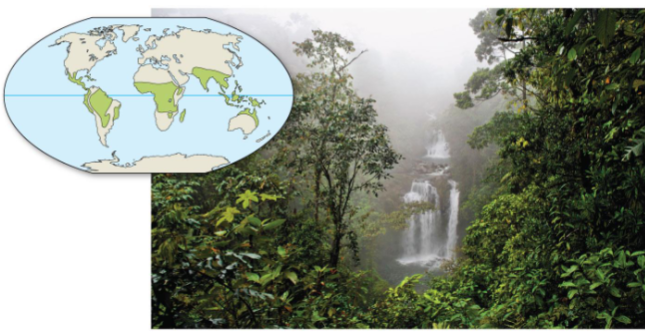 <p>Tropical forest</p>