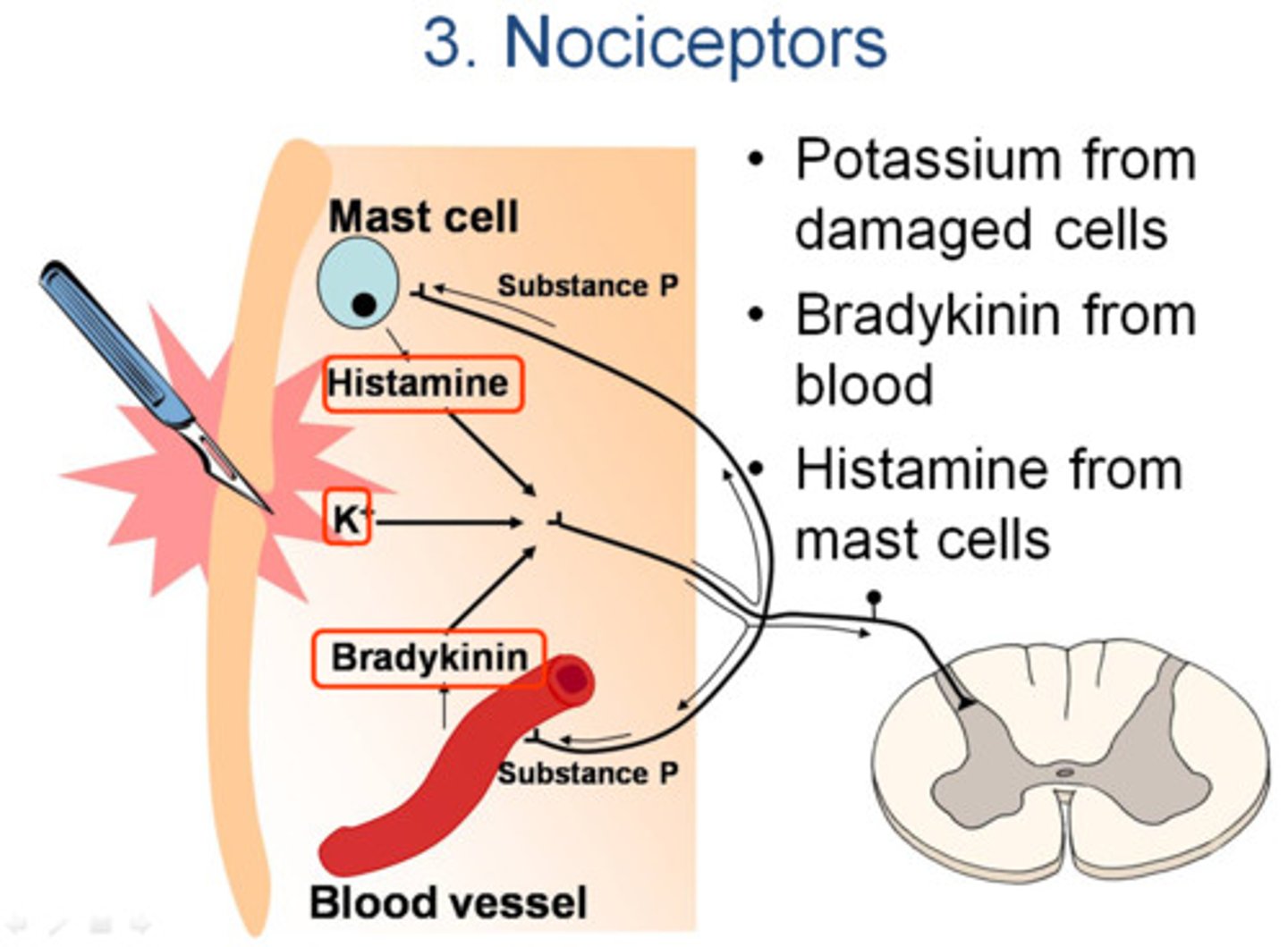 <p>What is a nociceptor?</p>