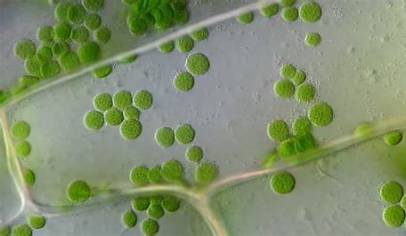 <p>A circular flow of cytoplasm, involving interactions of myosin and actin filaments, that speeds the distribution of materials within cells. </p>