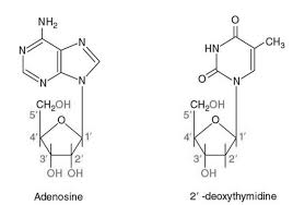 <p>- composed of 5-ring sugar (pentose) bonded to nitrogenous base<br>- formed by covalently linking base to C-1<sup>’</sup> of sugar (sugar carbon)</p>