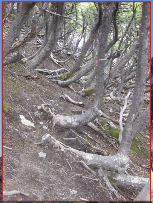 This mass movement is caused by a flow mechanism.

* speed of movement ranges from a few millimeters to a metre annually 