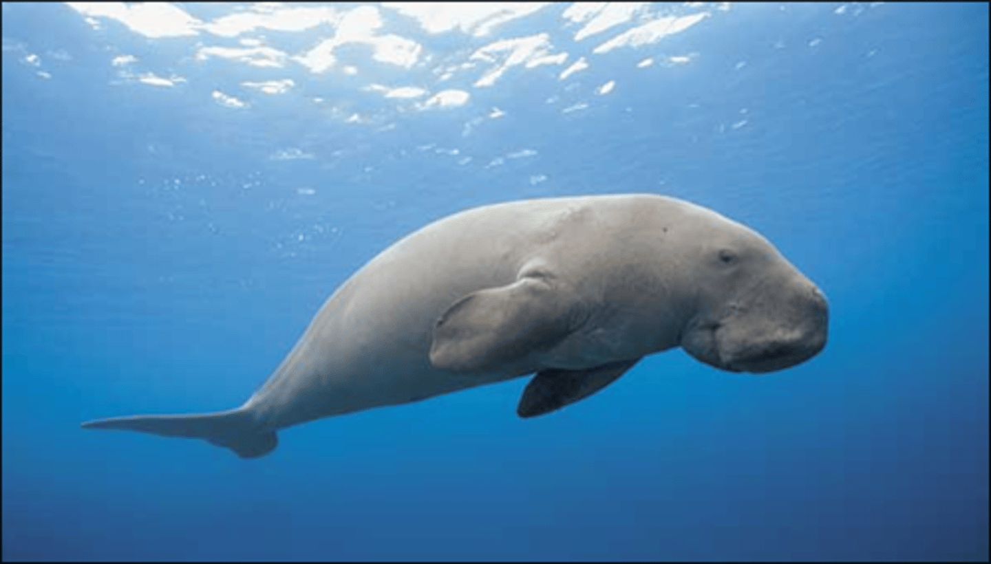 <p>dugongs and manatees</p>