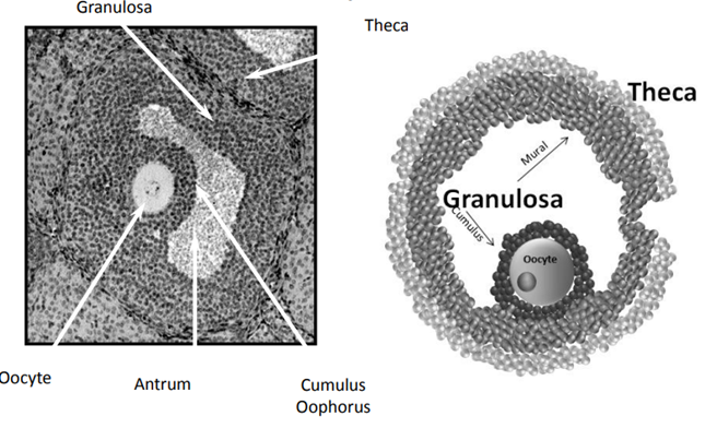 <ul><li><p>Granulosal cells- inner most cells, surround oocyte.</p><ul><li><p>Cumulus GC are sticky and stay wth the oocyte during ovulation, innermost layer around the ovary</p></li><li><p>Mural GC are the second most inner layer containing the antrum</p></li></ul></li><li><p>Thecal cells surround granulosal cells.</p><ul><li><p>Produce testosterone</p></li><li><p>2 layers</p></li></ul></li></ul>