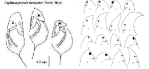 <p>Many predators are “gape-limited.” Predators can only eat what fits in their mouths – if they</p><p>don’t have a mechanism to process their food. Large spines and helmets make it harder to be</p><p>consumed.</p>