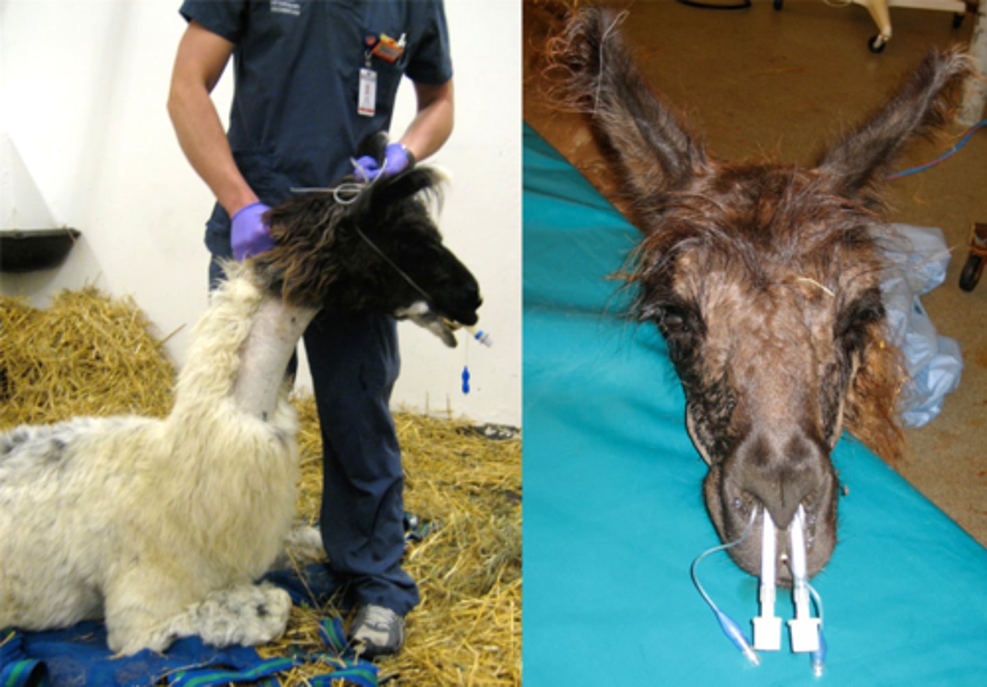 <p>What kind of position do camelids sit in during the recovery process?</p>