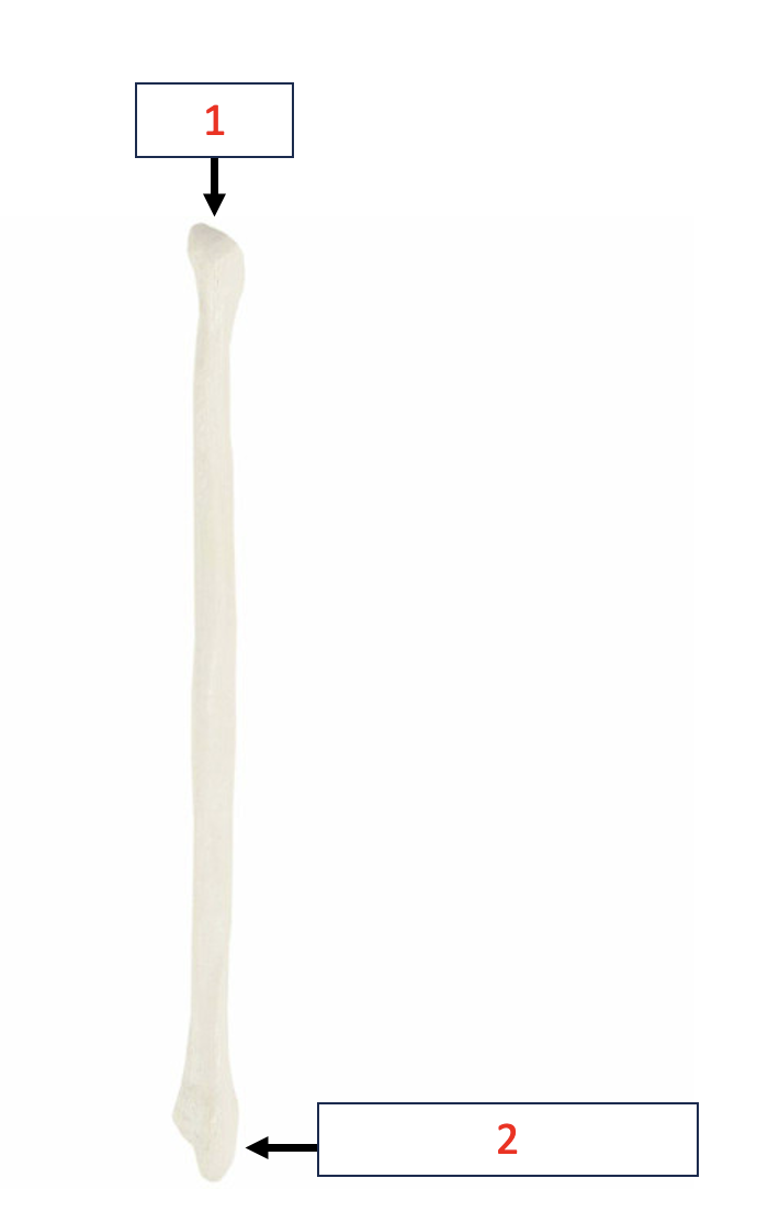 <p>Fibula - head</p>