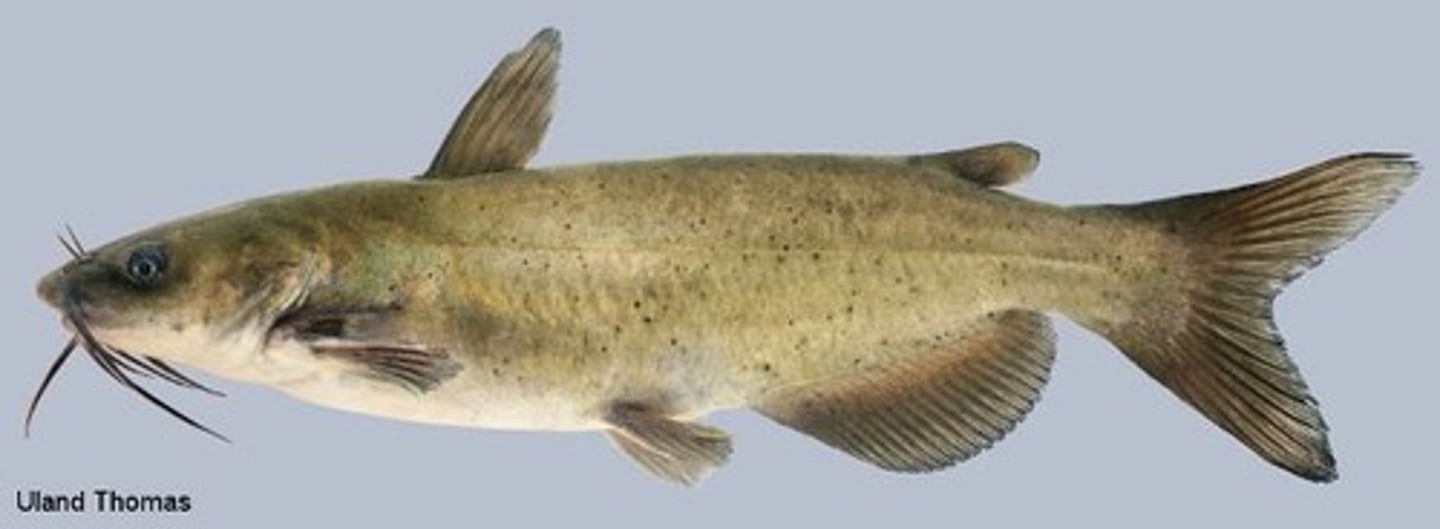 <p>-Ostariophysi superorder</p><p>-only NY catfish with spots</p><p>-forked tail</p>