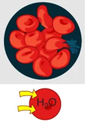 <p>A solution that has a <strong><em><u>lower</u></em></strong> concentration than a cell</p><ul><li><p>water enters cell</p></li></ul><ul><li><p>Cells in this type of solution will swell as a result of taking in too much water (risk of bursting exists)</p></li></ul><p></p>