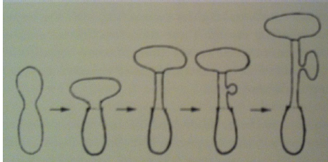 <p>proliferación&nbsp;</p>