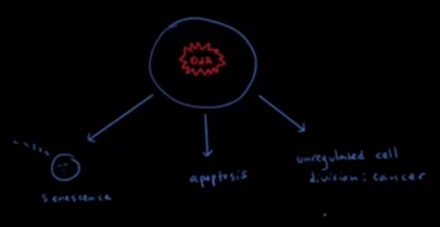 <p>(D) I, II, and III</p><p>A cell that has accumulated a lot of DNA damage and/or mutations may engage in any of the following:</p><p>I. The cell enters a dormant state and cell does not divide anymore.</p><p>II. The cell dies.</p><p>III. The cell becomes a cancer cell due to unregulated cell division.</p>