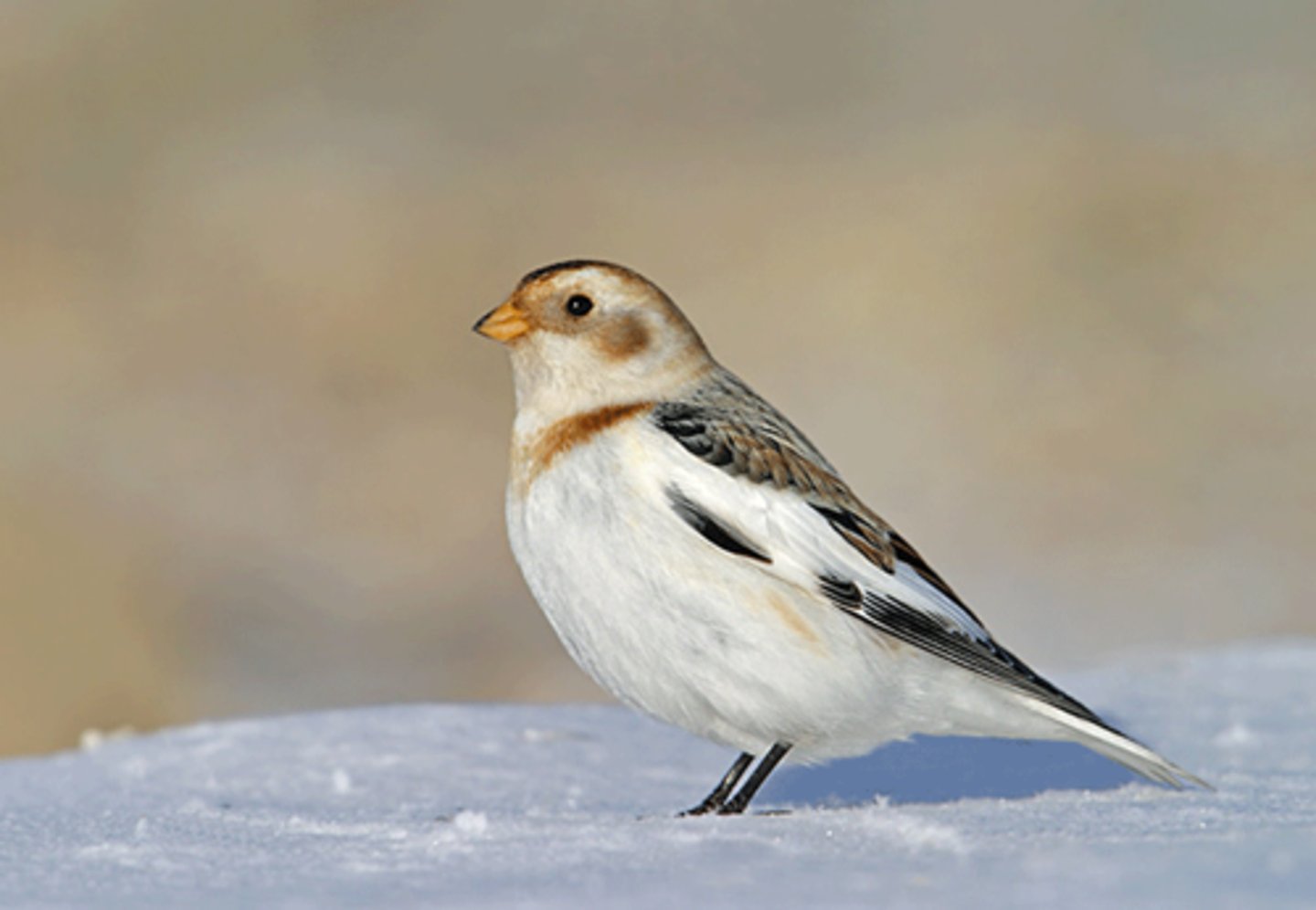 <p>Passeriformes Calcariidae</p>