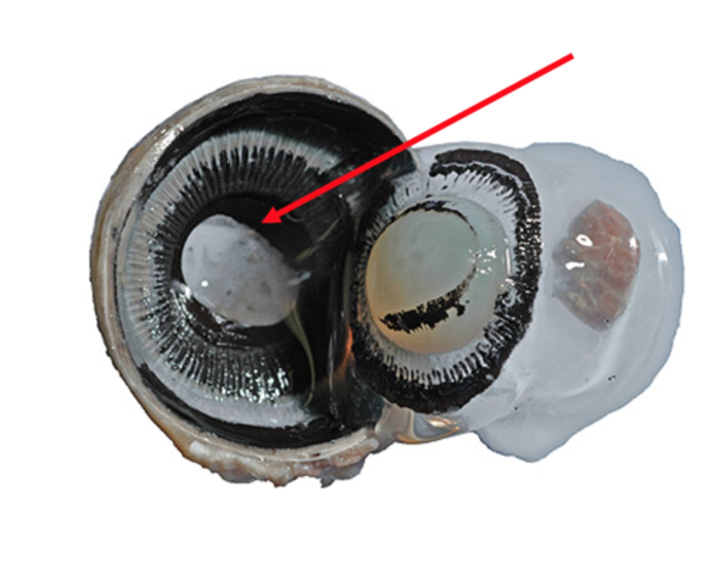 <p>-A muscle that controls how much light enters the eye.<br>-It is suspended between the cornea and the lens.<br>-Cow irises are brown, humans can have many colors.</p>