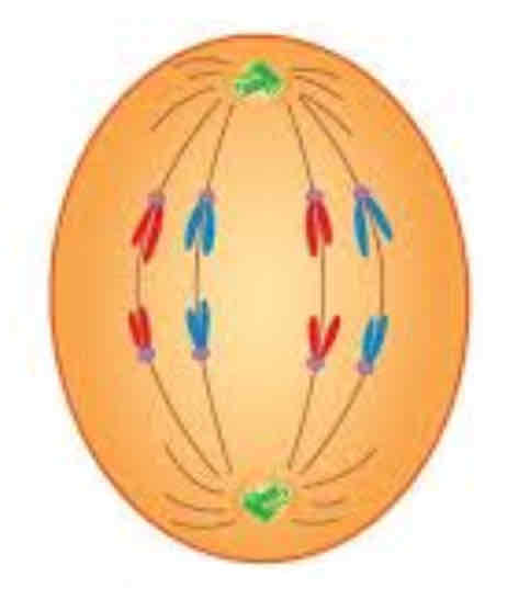 <p>Centromere split and the spindle fibres are pulling it apart</p>