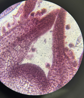 dicot stem