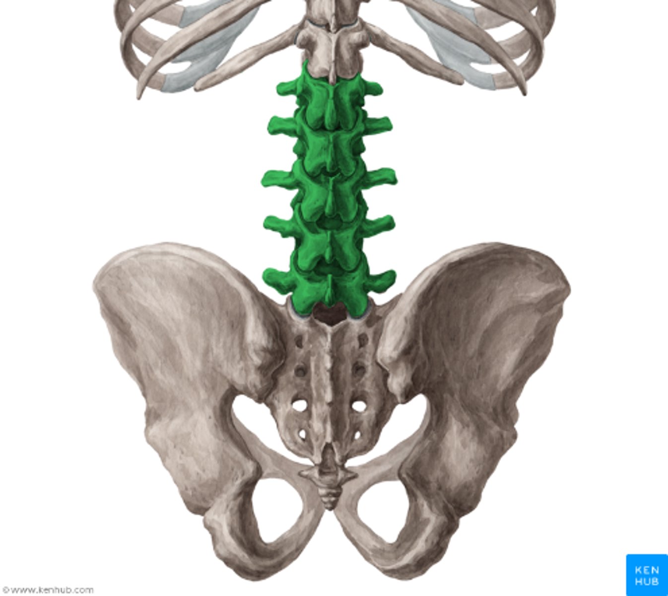 <p>ländkotor L1-L5</p>