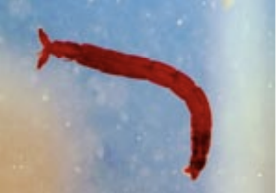 <p>Class 4-pollution tolerant</p>