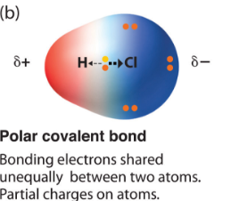 Covalent bond in which one atom's greater electronegativity allows it to control the orbit of a shared elctron more often. Creates - and + charged poles in molecule