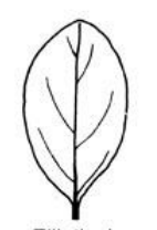 <p>Leaf Shape?</p>