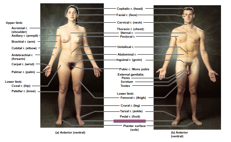 <p>Based on this anterior view, what is this region?</p>