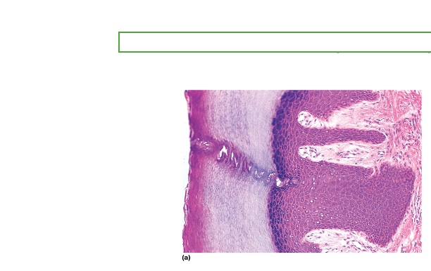 <p>what type is this</p>
