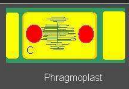 <p>Phragmoplasts: (charophyceae)</p>