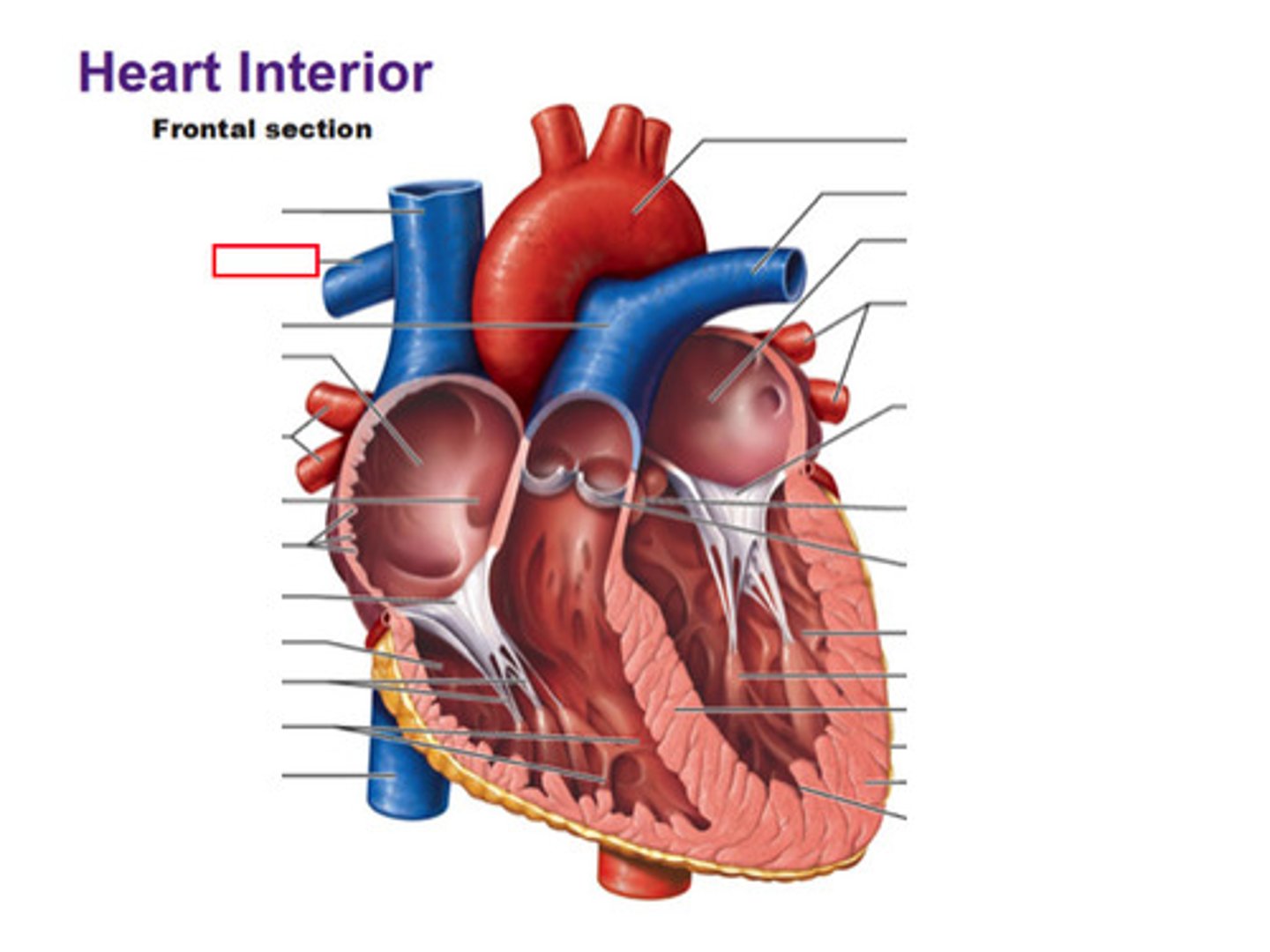 <p> right side of heart (above)</p><p>backside of heart</p>