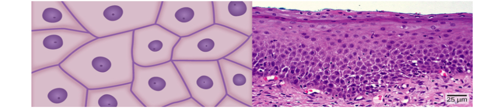 <p>A collection of similar cells that perform a specific function</p>