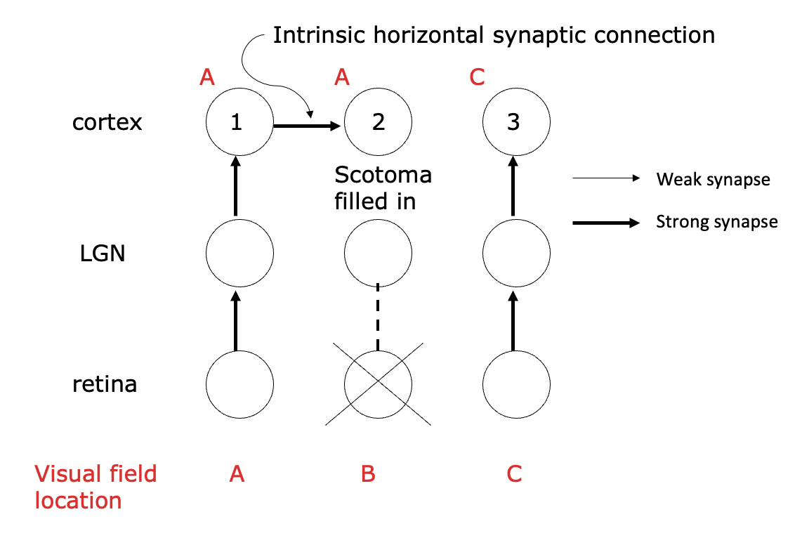 <ul><li><p>V1 circuits that connect nearby columns with similar orientation tuning</p></li><li><p>can be strengthened through cortical map modifications</p></li></ul><p></p>