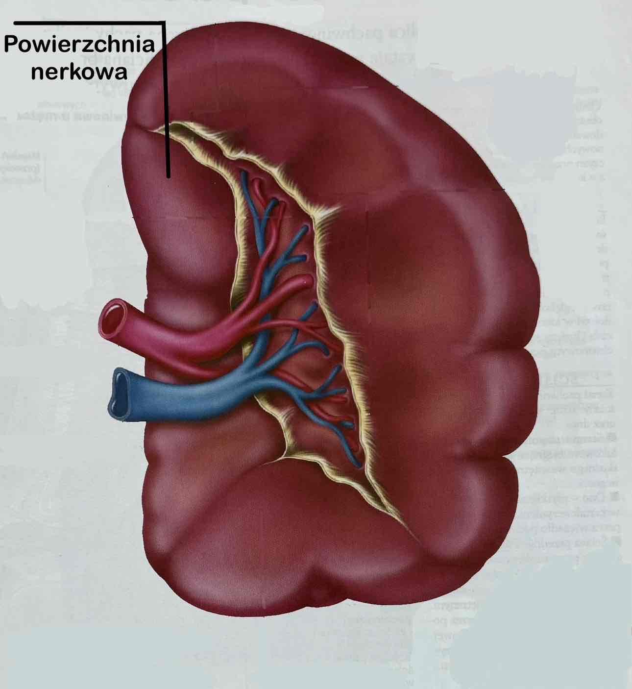 <p>Powierzchnia nerkowa (z opisem)</p>