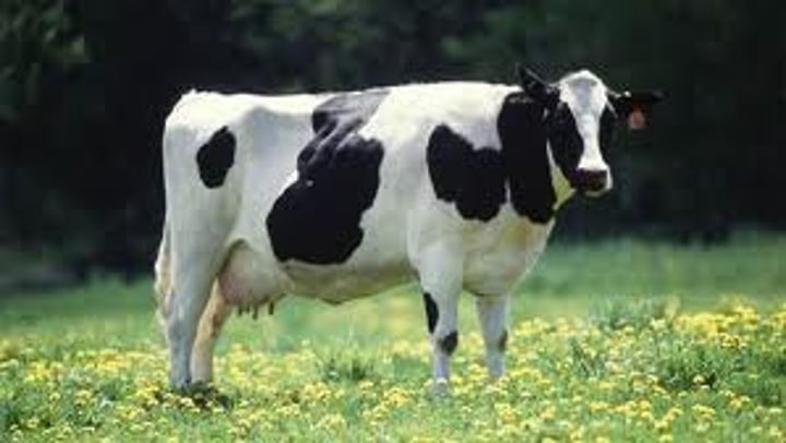 <p>cow</p>