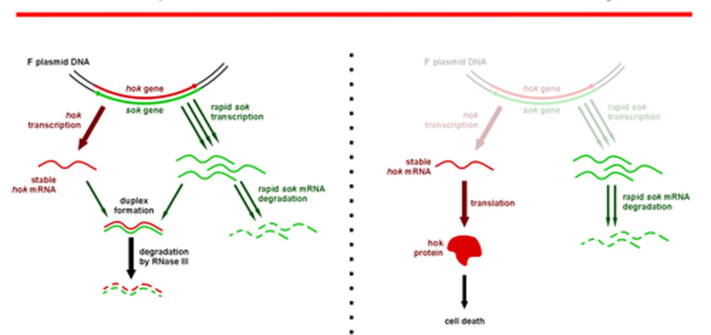 <p>The hok mRNA is bound by the sok RNA and forms a duplex which is then degraded by Rnase III. Because hok is more stable than sok, if the host loses the plasmid, the sok RNA will degrade, and allow remaining hok mRNA to be translated into hok killer protein.</p>
