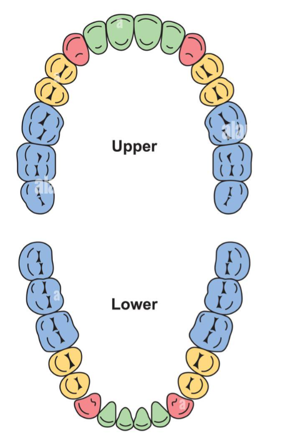 <p>What are the red teeth?</p>