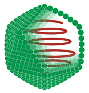 <p>icosahedral viruses</p>