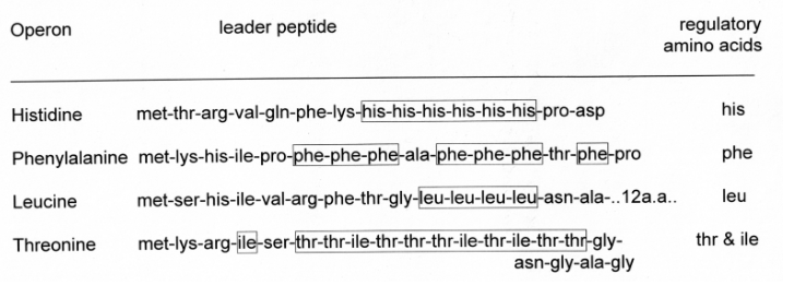 <ul><li><p>His</p></li><li><p>Phe</p></li><li><p>Leu</p></li><li><p>Thr</p></li></ul>