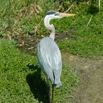 <p>Identify the species shown:&nbsp;</p>