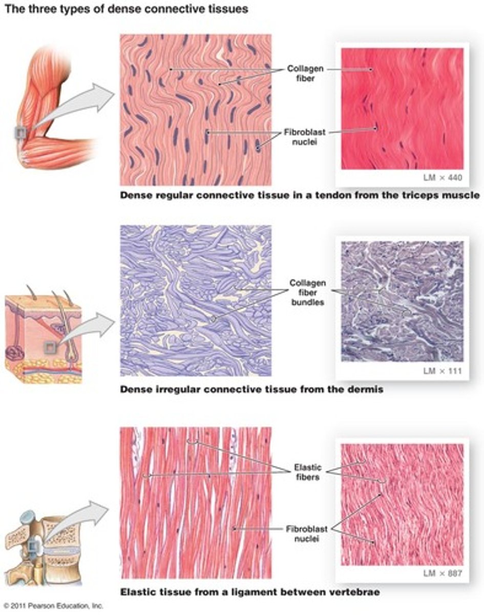 <p>Connective tissue that consists of three types: dense regular, dense irregular, and elastic.</p>