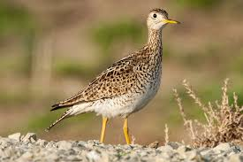 <p>grassland, perching, strong fliers, insectivourous, ground nesters, highly migratory</p>