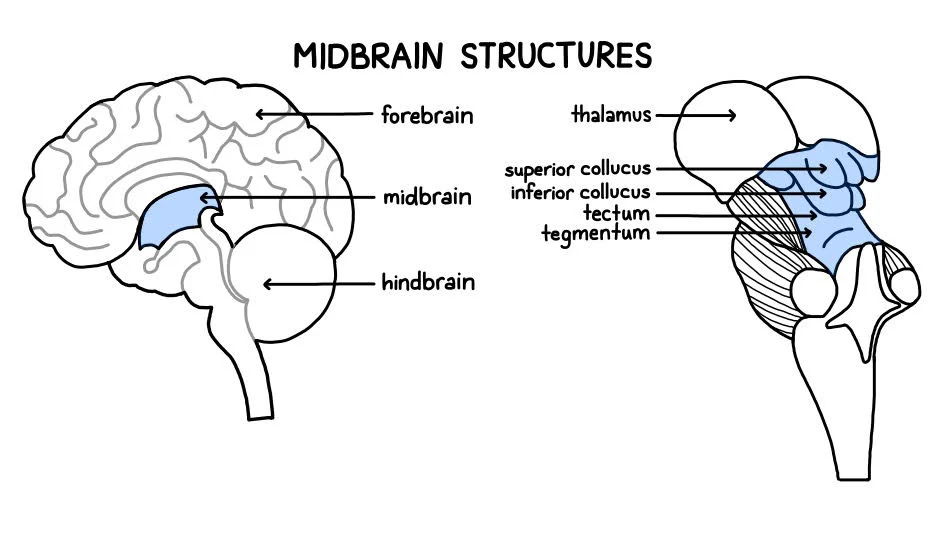 <p>Mesencephalon, top most part of the brainstem, the connection between the brain and the spinal cord.</p>