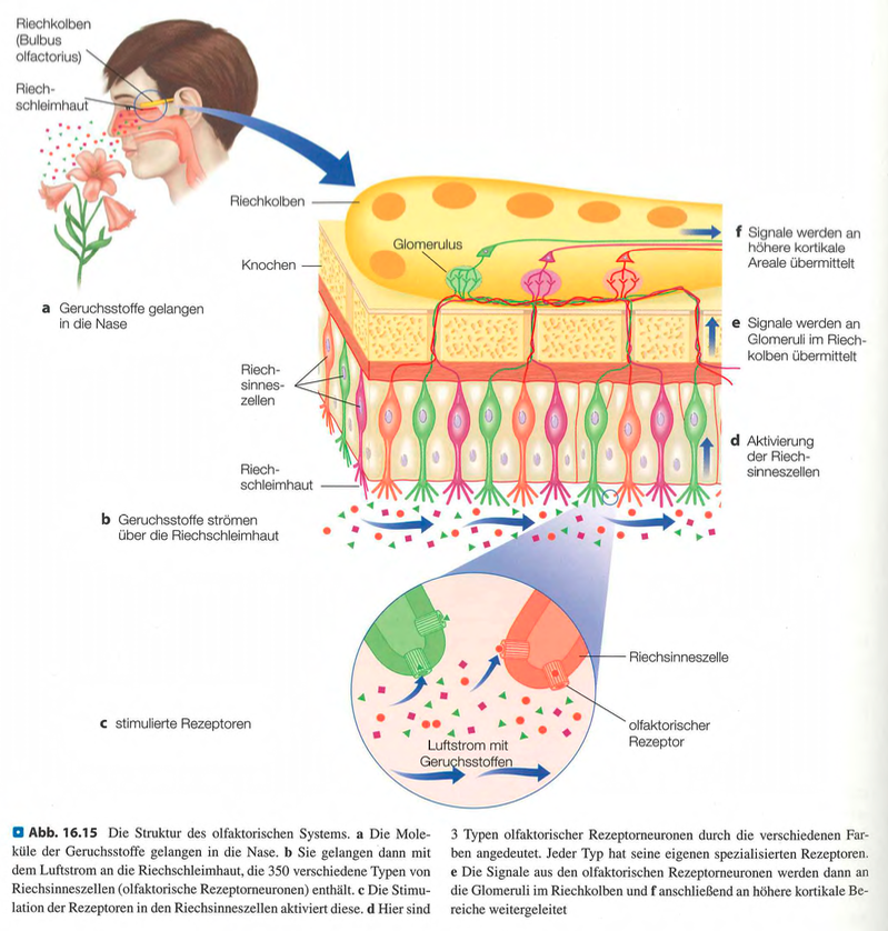 <p class=""><span data-name="brain" data-type="emoji">🧠</span><strong> Kurzfassung:</strong><br>Die Riechschleimhaut enthält <strong>350–400 verschiedene Geruchsrezeptoren</strong>, die je nach Typ auf bestimmte Moleküle ansprechen. <strong>Jede Riechzelle besitzt nur einen Rezeptortyp</strong>, was eine <strong>geordnete Kodierung</strong> ermöglicht. Diese Vielfalt macht die feine Geruchsunterscheidung möglich.</p><div data-type="horizontalRule"><hr></div><p class=""><span data-name="clipboard" data-type="emoji">📋</span><strong> Langfassung:</strong></p><ul><li><p class=""><strong>Ort der Geruchswahrnehmung:</strong></p><ul><li><p class="">Die <strong>Riechschleimhaut</strong> (≈ 5 cm²) liegt <strong>hoch in der Nasenhöhle</strong>.</p></li><li><p class="">Geruchsmoleküle gelangen mit dem Luftstrom in die Nase, <strong>lösen sich in der Schleimschicht (Mukosa)</strong> und erreichen die <strong>olfaktorischen Rezeptorneuronen</strong>.</p></li></ul></li></ul><p class=""></p><ul><li><p class=""><strong>Rezeptorvielfalt:</strong></p><ul><li><p class="">Menschen besitzen <strong>350–400 verschiedene Geruchsrezeptoren</strong> (zum Vergleich: nur 4 Sehpigmente).</p></li><li><p class=""><strong>Jede Sinneszelle exprimiert genau einen Rezeptortyp</strong>, was zu einer <strong>geordneten Kodierung</strong> führt.</p></li><li><p class="">Diese Organisation wurde von <strong>Linda Buck und Richard Axel</strong> entdeckt (Nobelpreis 2004).</p></li></ul></li></ul><p class=""></p><ul><li><p class=""><strong>Funktionelle Bedeutung:</strong></p><ul><li><p class="">Durch Kombination der Aktivitätsmuster vieler Rezeptoren kann das System eine <strong>enorme Vielzahl von Gerüchen unterscheiden</strong>, ähnlich wie das Sehsystem Farben kombiniert.</p></li></ul></li></ul><p class=""></p><p class=""><span data-name="point_right" data-type="emoji">👉</span> <strong>Fazit:</strong> Die <strong>hohe Zahl spezifischer Rezeptoren</strong> und die <strong>klare Organisation</strong> jeder Riechzelle sind die Basis für die <strong>fein differenzierte Geruchswahrnehmung</strong> beim Menschen.</p>